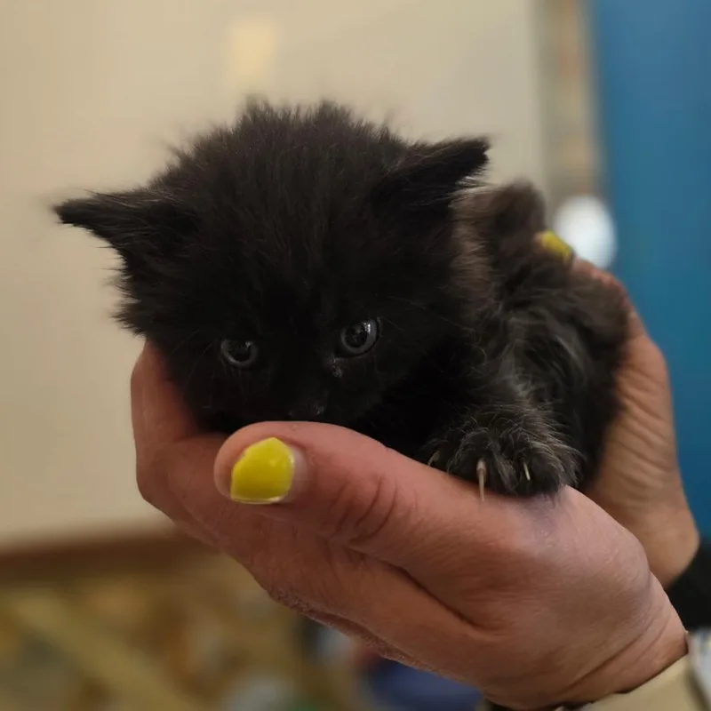 A baby small-sized male Black Domestic Short Hair cat named Sourpatch for adoption in Corinth, MS
