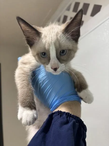 A baby small-sized male Domestic Short Hair cat named Dust Bunny for adoption in Sherwood, OR