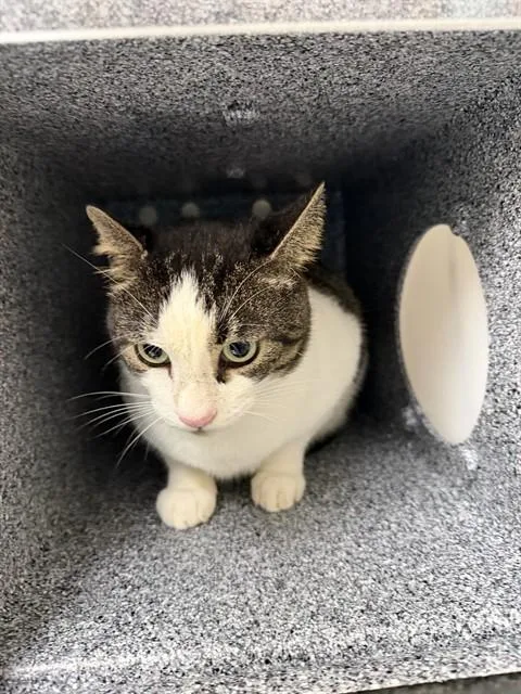 An adult medium-sized male Domestic Short Hair cat named Whopper for adoption in Naples, FL