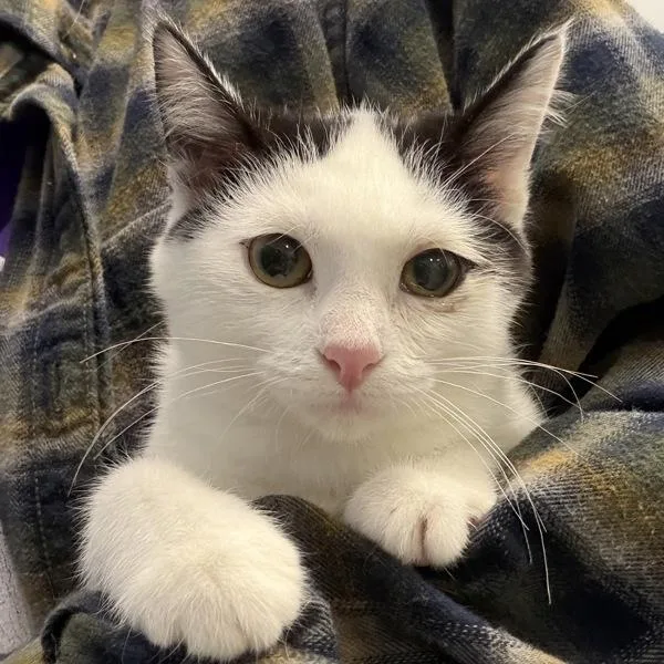 A baby small-sized female Domestic Short Hair cat named Angel for adoption in Des Moines, IA