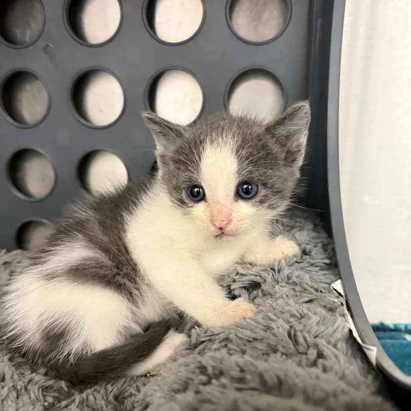 A baby small-sized male Gray / Blue / Silver Domestic Short Hair cat named Willoughby for adoption in Spring Hill, KS