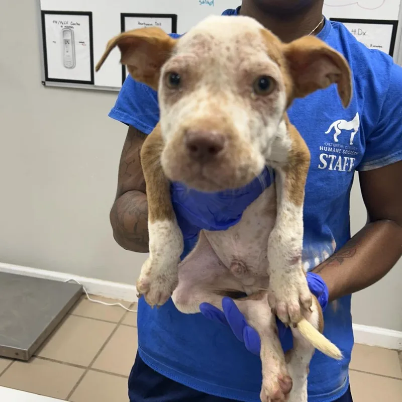 A baby small-sized male White / Cream Pit Bull Terrier dog named Melvin for adoption in Starkville, MS