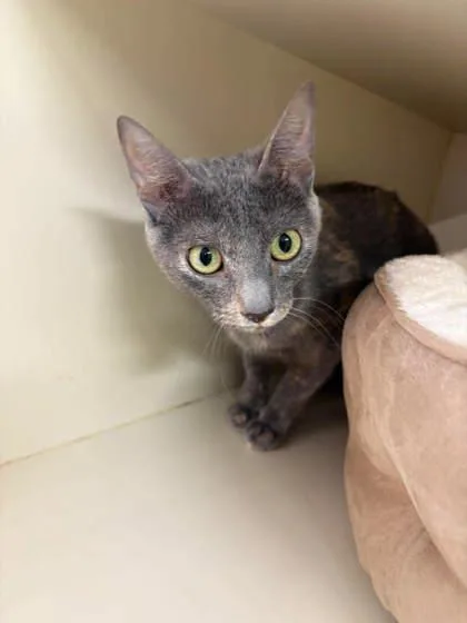 An adult medium-sized female Domestic Short Hair cat named Smoke for adoption in Scottsbluff, NE