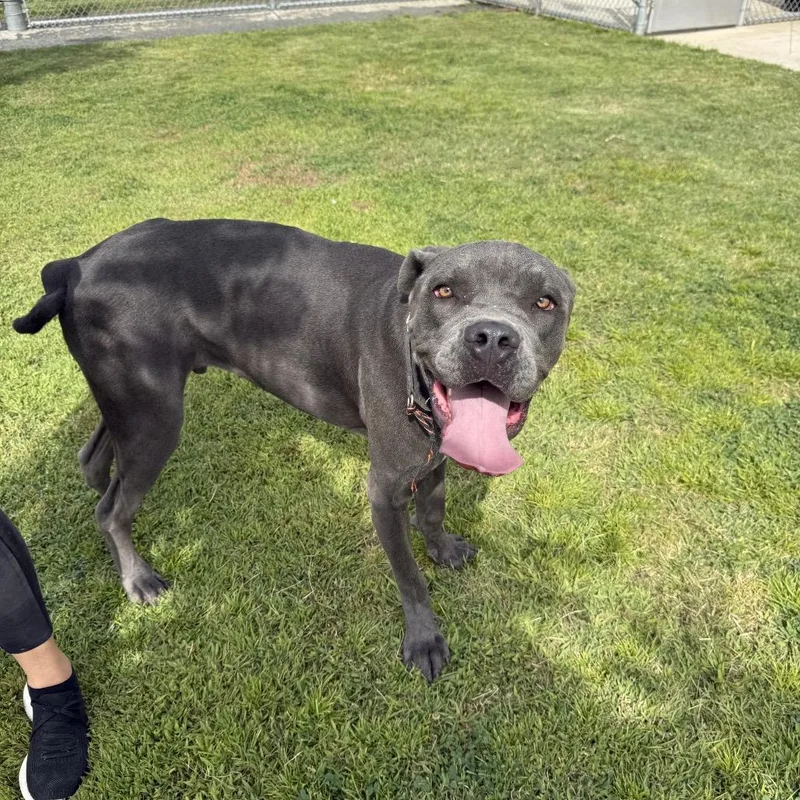 Rocco thumbnail 2