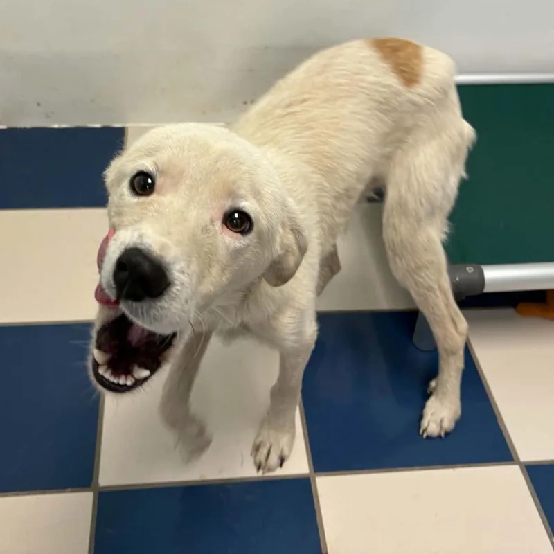 A young medium-sized male White / Cream Great Pyrenees dog named Snowball for adoption in Gordonsville, TN