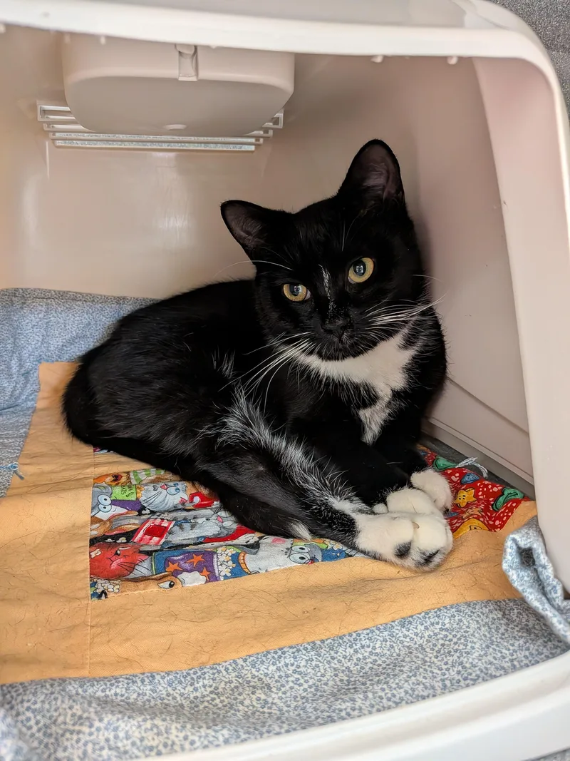 A young small-sized male Black & White / Tuxedo Domestic Short Hair cat named Friedrich for adoption in Paris, ME