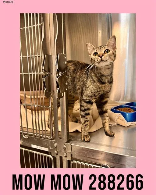 A young large-sized female Domestic Short Hair cat named Mow Mow for adoption in Macon, GA