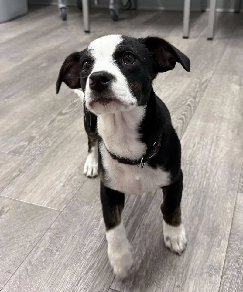 Sophie's Zuko thumbnail 2