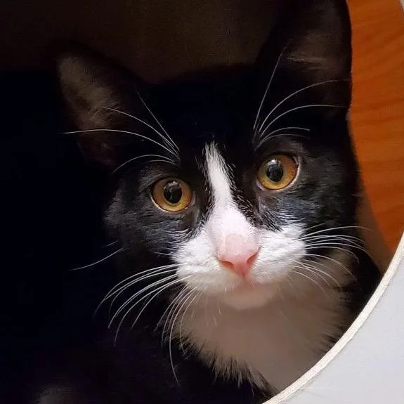 A baby small-sized male Black Domestic Short Hair cat named Junior for adoption in Hemet, CA