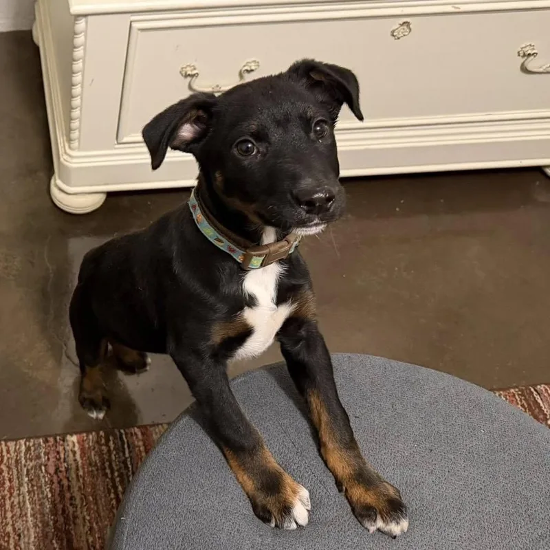 A baby small-sized male Shepherd dog named Rico Suave for adoption in Crystal, MN