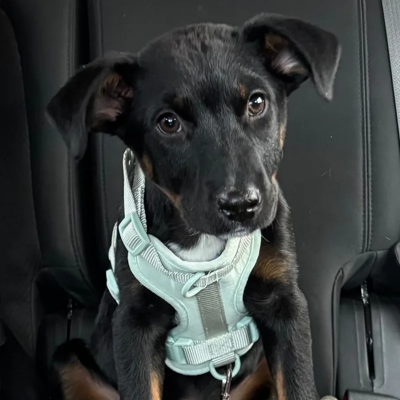 Rico Suave thumbnail 2