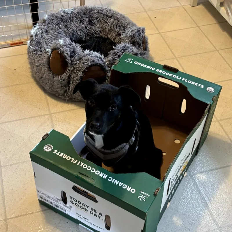 Rico Suave thumbnail 4