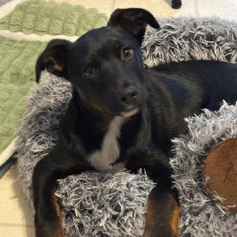 Rico Suave thumbnail 6