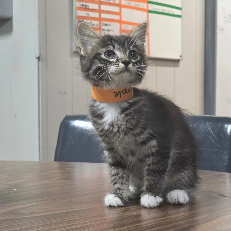 A baby small-sized female Black Domestic Medium Hair cat named Parsley for adoption in Clanton, AL