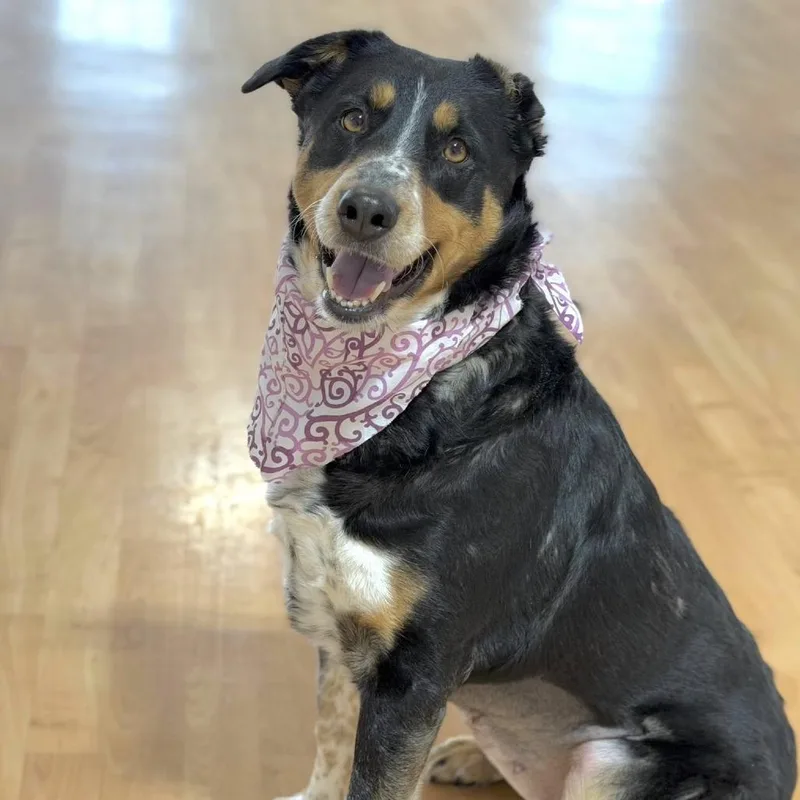 An adult medium-sized female Black Mixed Breed dog named Genivee for adoption in DeKalb, IL