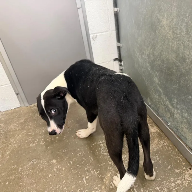 A young medium-sized male Black Mixed Breed dog named Corey Taylor for adoption in Columbiana, AL