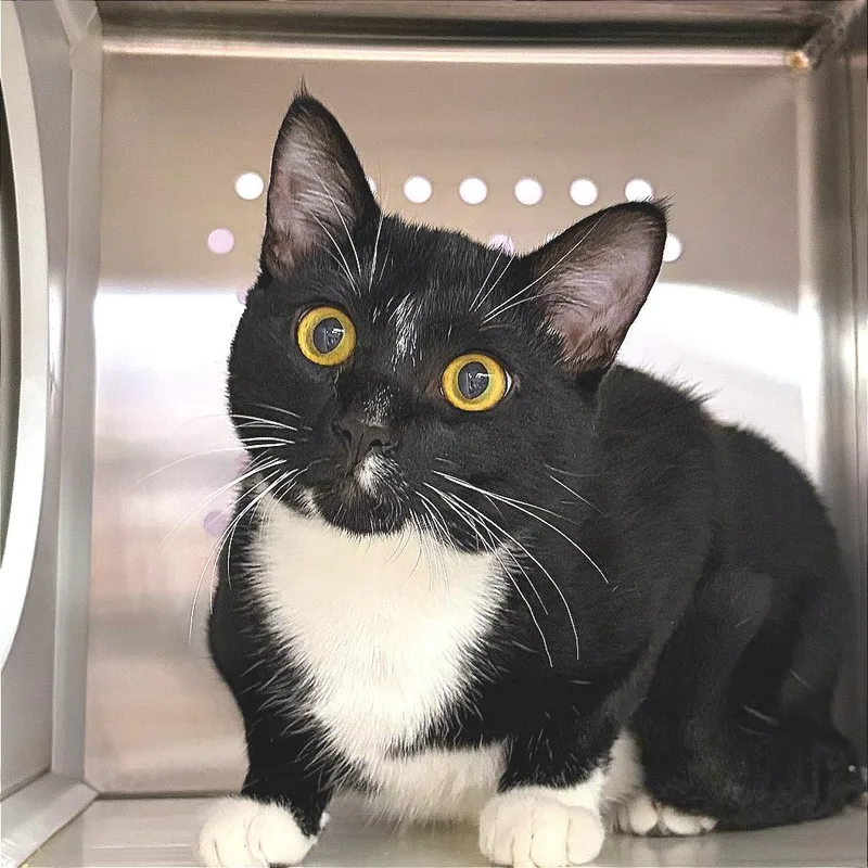 An adult small-sized male Black Domestic Short Hair cat named Manley for adoption in Hannibal, MO
