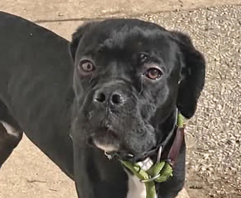 A baby large-sized male Cane Corso dog named Louie for adoption in Euclid, OH