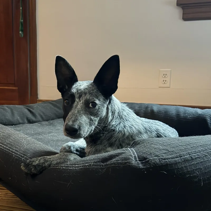 A baby medium-sized female Australian Cattle Dog / Blue Heeler dog named Missy for adoption in Richmond, VA