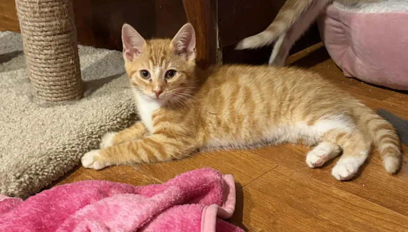 A baby small-sized male Domestic Short Hair cat named Nacho for adoption in Williamsville, NY