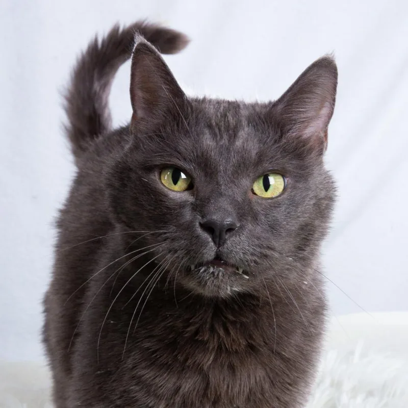 A senior large-sized male Gray / Blue / Silver Domestic Short Hair cat named Joseph for adoption in Durango, CO