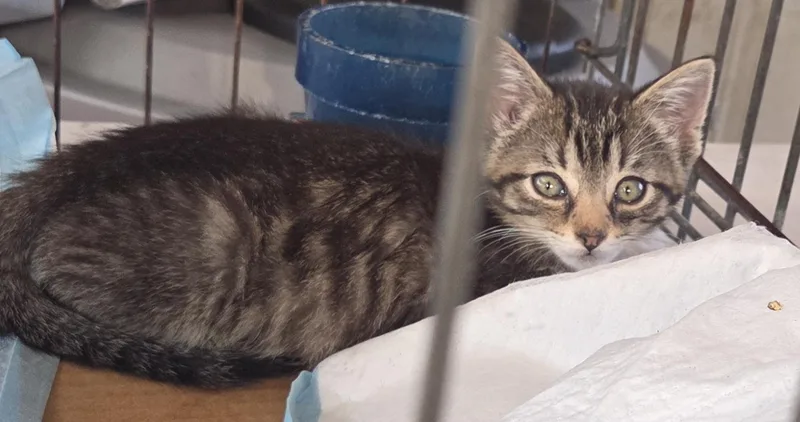 A baby medium-sized male Tabby (Brown / Chocolate) Domestic Short Hair cat named Willie for adoption in Harrison, MI