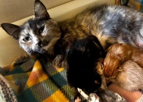 A young small-sized female Tortoiseshell Domestic Short Hair cat named Pansy for adoption in Raleigh, NC