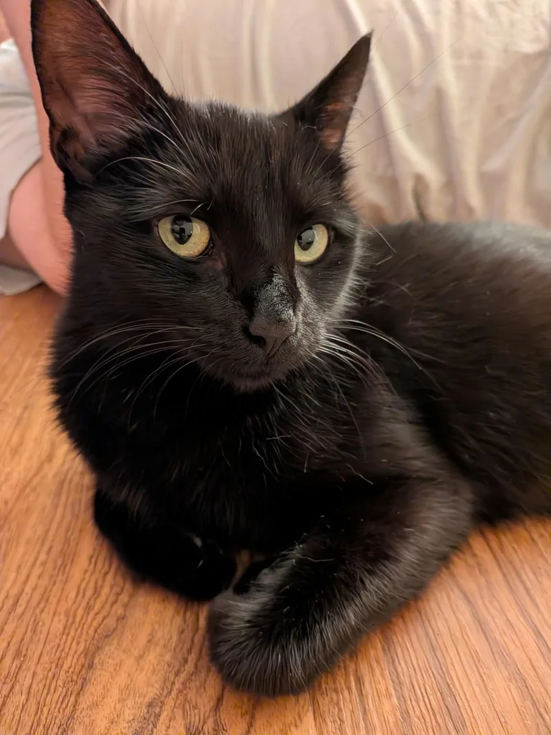 A young medium-sized female American Shorthair cat named Tita for adoption in Wadsworth, IL