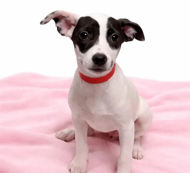 A baby medium-sized female Labrador Retriever dog named Badger for adoption in Fort Lauderdale, FL
