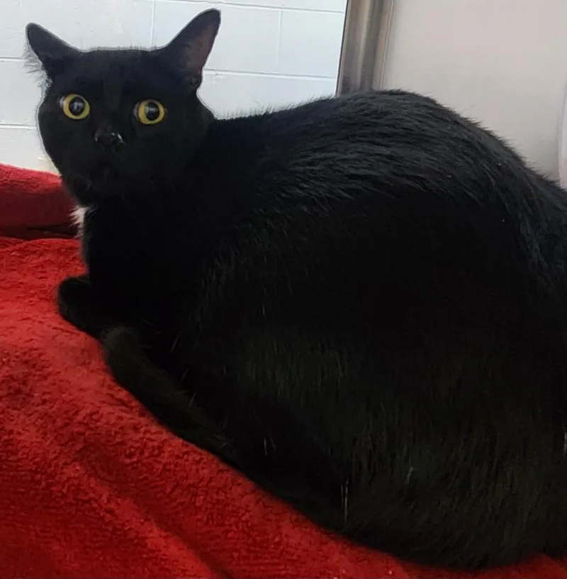 A young small-sized male Domestic Short Hair cat named Sprout for adoption in Cottonwood, AZ