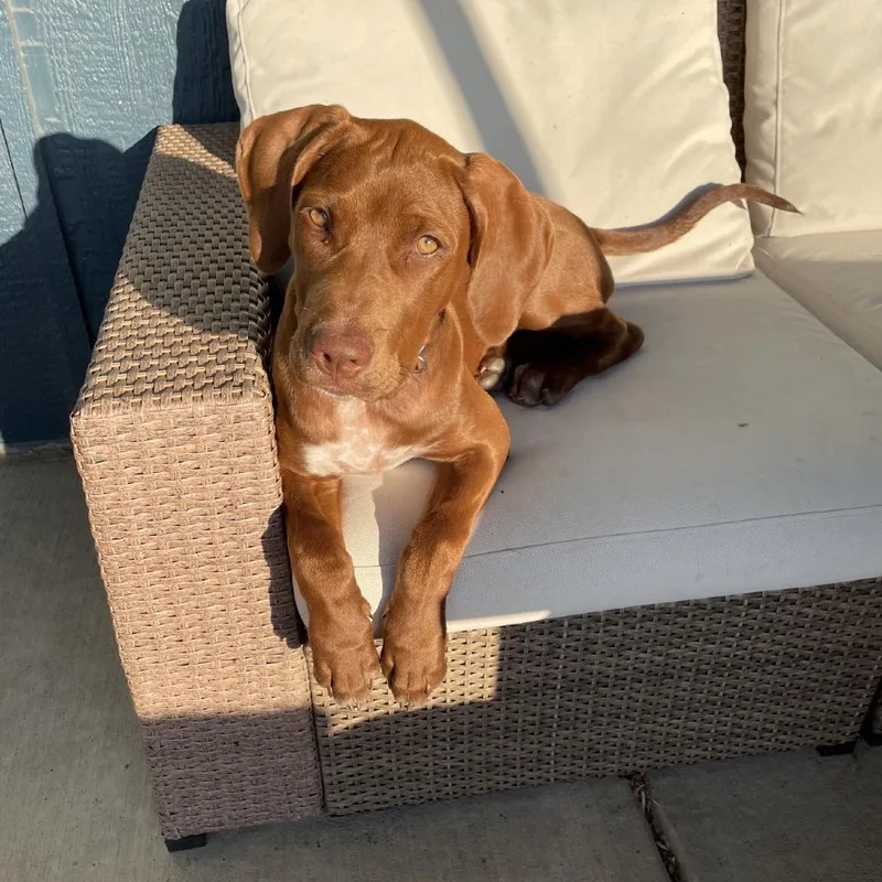 A baby medium-sized female German Shorthaired Pointer dog named Nauti for adoption in Parker, CO