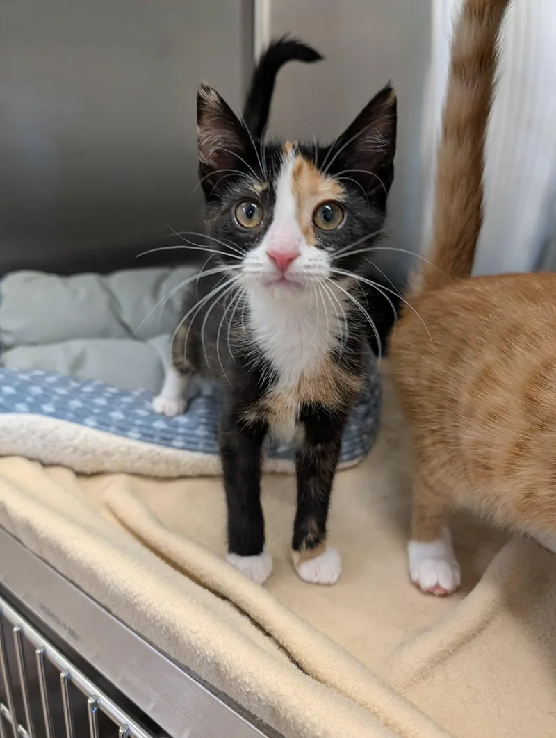 A baby medium-sized female Torbie Domestic Short Hair cat named Junebug for adoption in Chambersburg, PA