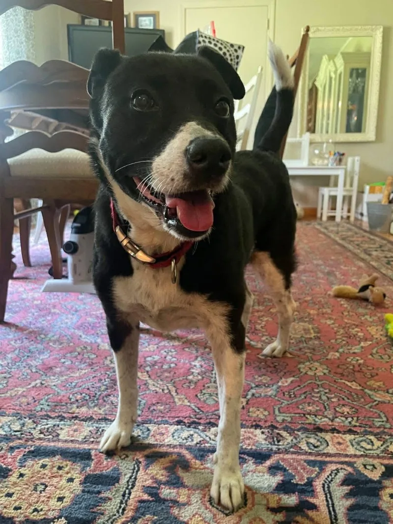Stella