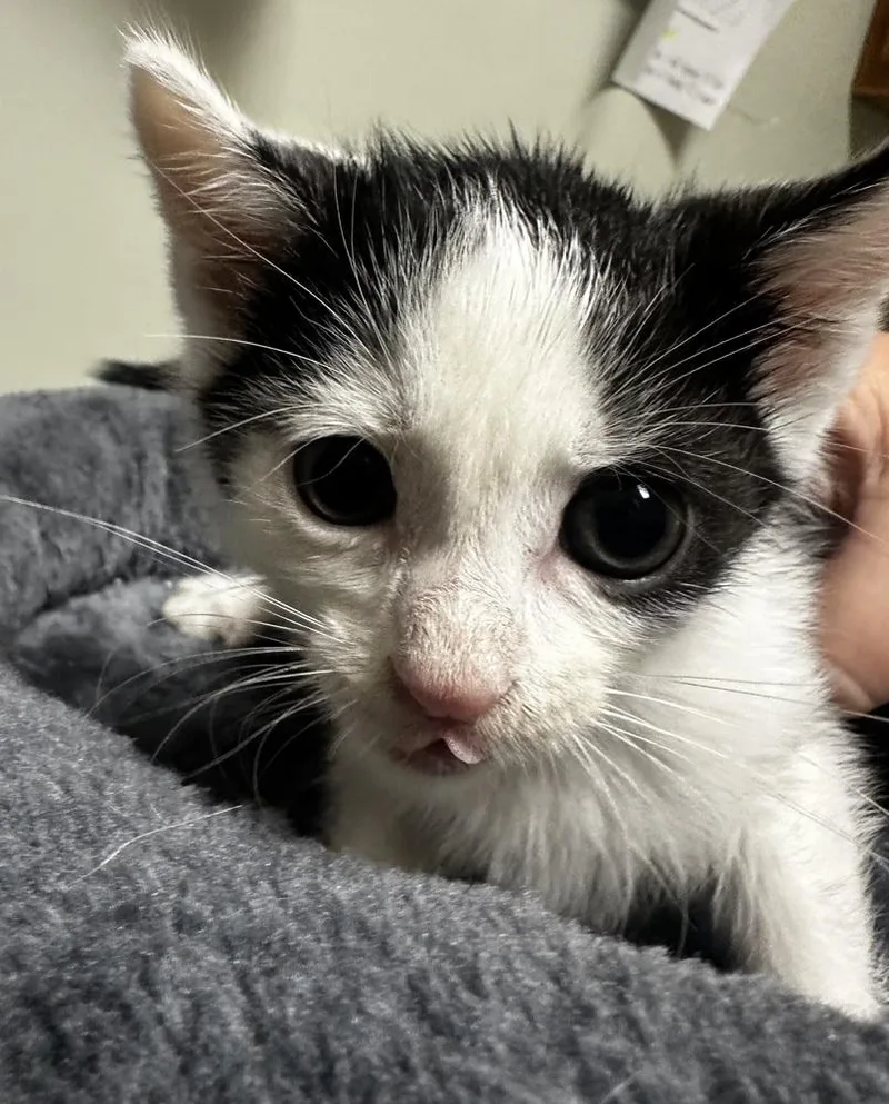 A baby medium-sized male Black & White / Tuxedo Domestic Short Hair cat named Deputy Asphalt for adoption in Evansville, IN