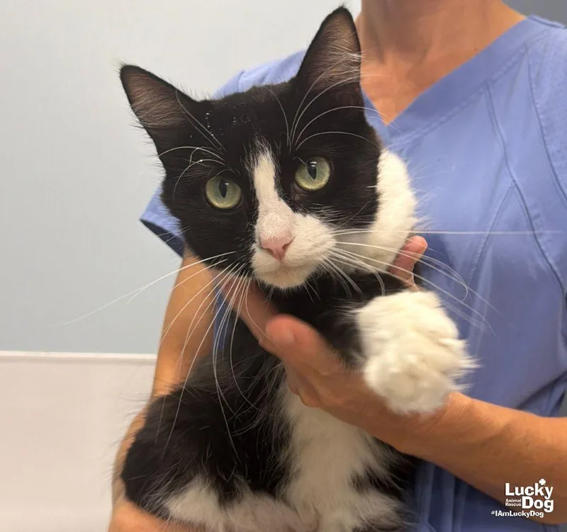 An adult medium-sized female Black & White / Tuxedo Domestic Short Hair cat named Monica for adoption in Washington, DC