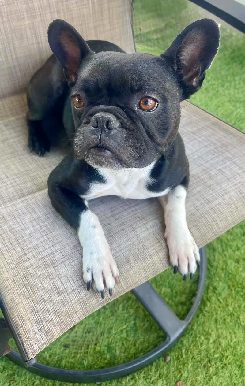 An adult small-sized female Black French Bulldog dog named Gypsy for adoption in Tarzana, CA