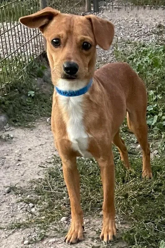 A young small-sized male Yellow / Tan / Blond / Fawn Terrier dog named Walnut for adoption in Polson, MT