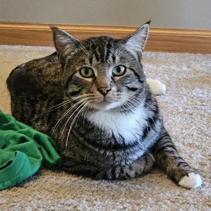 A senior extra large-sized male Brown / Chocolate Domestic Short Hair cat named Puff for adoption in Chaska, MN