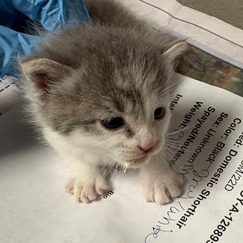 A baby small-sized male Gray / Blue / Silver Domestic Short Hair cat named Fred for adoption in Yuma, AZ