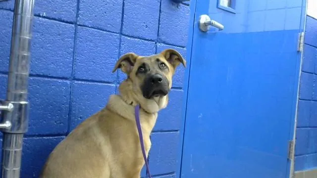 A young medium-sized female German Shepherd Dog dog named Sammy for adoption in Albuquerque, NM