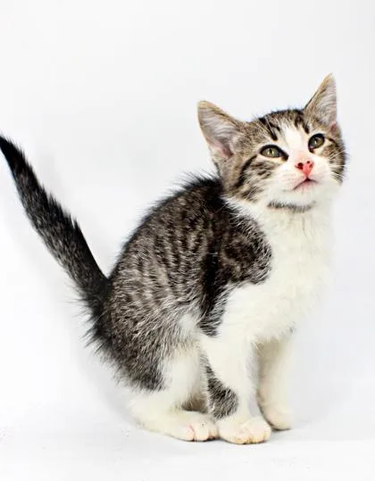 A baby small-sized male Domestic Short Hair cat named Hex for adoption in Morton Grove, IL