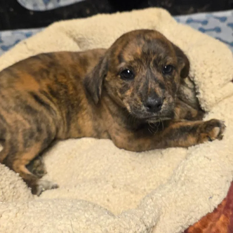 A baby medium-sized male Brindle Mixed Breed dog named Marble for adoption in Alexandria, VA