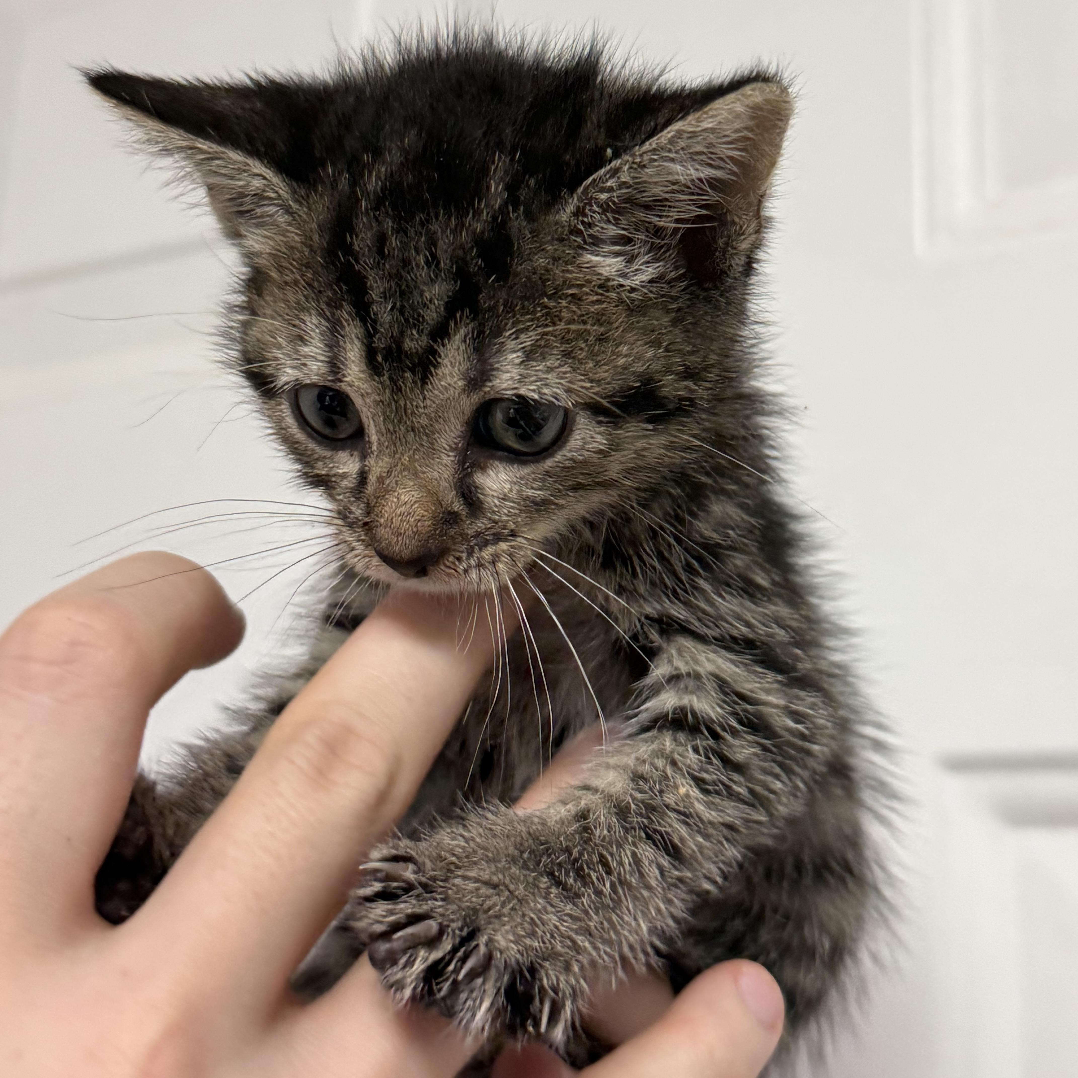 A baby medium-sized female Domestic Short Hair cat named Bo Peep for adoption in Columbia, SC