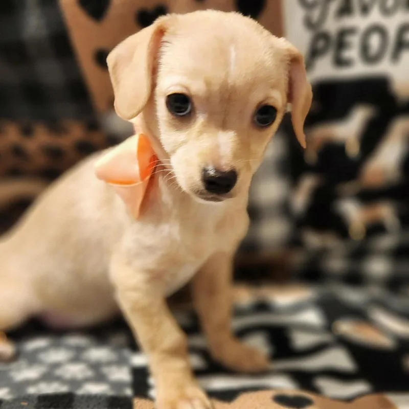 A baby small-sized female Apricot / Beige Chihuahua dog named Pixie for adoption in Centralia, WA