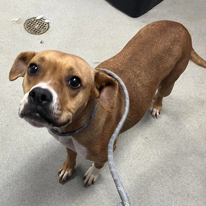 An adult medium-sized female Brown / Chocolate Mixed Breed dog named Dana for adoption in Spruce Pine, NC