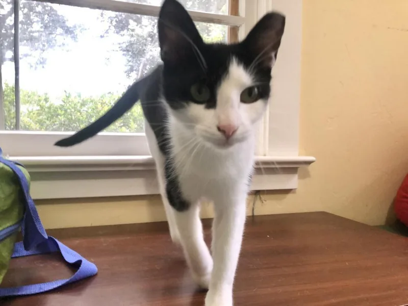 An adult small-sized female Black & White / Tuxedo Domestic Short Hair cat named Pixi for adoption in Palo Alto, CA