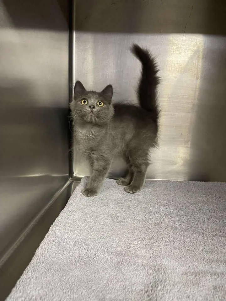 A baby medium-sized female Domestic Medium Hair cat named Orchid for adoption in Winthrop, ME