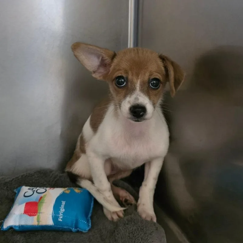 A baby small-sized female White / Cream Chihuahua dog named Waffles for adoption in Martinsburg, WV