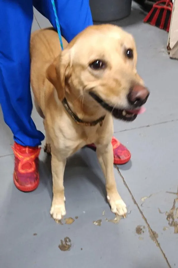 An adult medium-sized female Labrador Retriever dog named A Mary for adoption in Dallas, GA