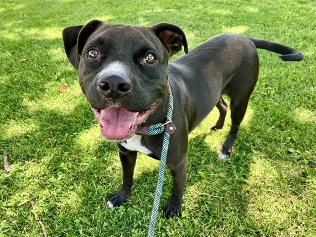 A young medium-sized male Boxer dog named Billie for adoption in Albuquerque, NM